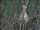 Common Pheasant (Phasianus colchicus) Female