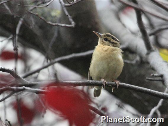 Worm-eating Warbler (Helmitheros vermivorum)