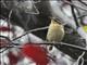 Worm-eating Warbler (Helmitheros vermivorus) 