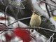 Worm-eating Warbler (Helmitheros vermivorus)