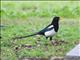 Yellow-billed Magpie (Pica nuttalli)