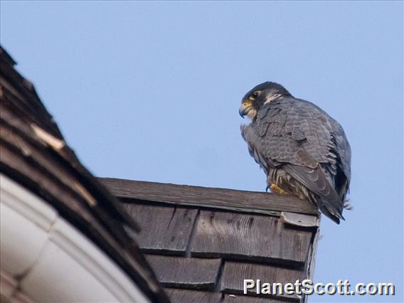 Peregrine Falcon (Falco peregrinus)