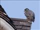 Peregrine Falcon (Falco peregrinus)