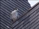 Peregrine Falcon (Falco peregrinus)