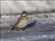 Horned Lark (Eremophila alpestris)