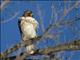 Red-tailed Hawk (Buteo jamaicensis)