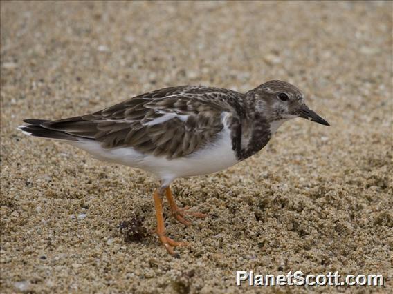 Ruddy Turnstone (Arenaria interpres)