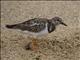 Ruddy Turnstone (Arenaria interpres)