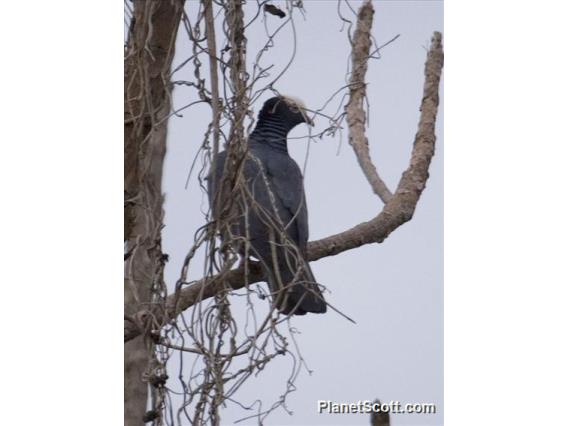 White-crowned Pigeon (Patagioenas leucocephala)