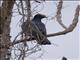 White-crowned Pigeon (Columba leucocephala)