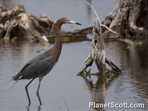 Reddish Egret (Egretta rufescens)