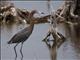 Reddish Egret (Egretta rufescens)