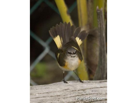 American Redstart (Setophaga ruticilla)