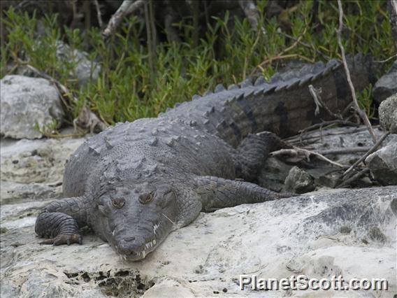 American Crocodile (Crocodylus acutus)