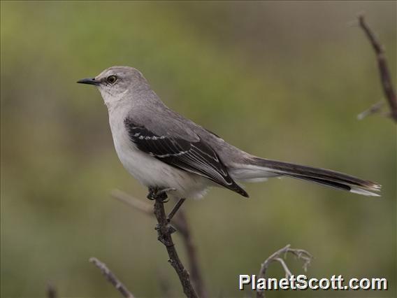 Tropical Mockingbird (Mimus gilvus)