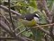 Bananaquit (Coereba flaveola) Cozumel caboti ssp.