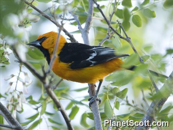 Altamira Oriole (Icterus gularis)