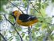 Altamira Oriole (Icterus gularis) Male