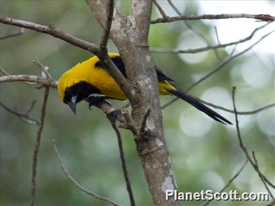 Yellow-backed Oriole (Icterus chrysater)