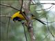 Yellow-backed Oriole (Icterus chrysater) 