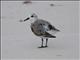 Sanderling (Calidris alba) Basic Plumage