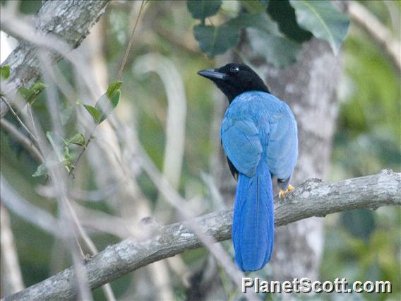 Yucatan Jay (Cyanocorax yucatanicus)