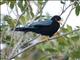 Yucatan Jay (Cyanocorax yucatanicus) Juvenile