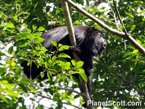 Mexican Black Howler Monkey (Alouatta pigra)