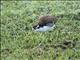 Northern Jacana (Jacana spinosa) Juvenile