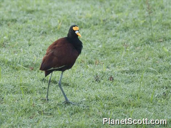 Northern Jacana (Jacana spinosa)