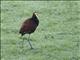 Northern Jacana (Jacana spinosa)