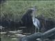 Tricolored Heron (Egretta tricolor)