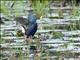 Purple Gallinule (Porphyrio martinica)