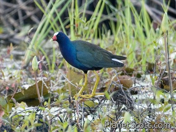 Purple Gallinule (Porphyrio martinica)
