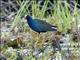 Purple Gallinule (Porphyrio martinica)