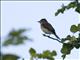 Least Flycatcher (Empidonax minimus)