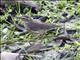 Northern Waterthrush (Seiurus noveboracensis)