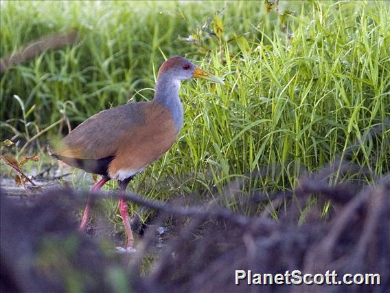 Russet-naped Wood-Rail (Aramides albiventris)