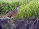 Russet-naped Wood-Rail (Aramides albiventris)