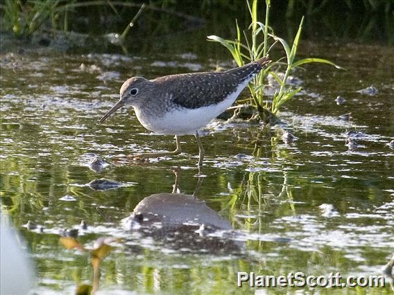 Solitary Sandpiper (Tringa solitaria)