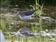 Solitary Sandpiper (Tringa solitaria)