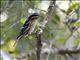 Black-and-white Warbler (Mniotilta varia)