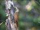 Ivory-billed Woodcreeper (Xiphorhynchus flavigaster)