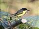 Common Tody-Flycatcher (Todirostrum cinereum)