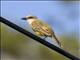 Tropical Kingbird (Tyrannus melancholicus)