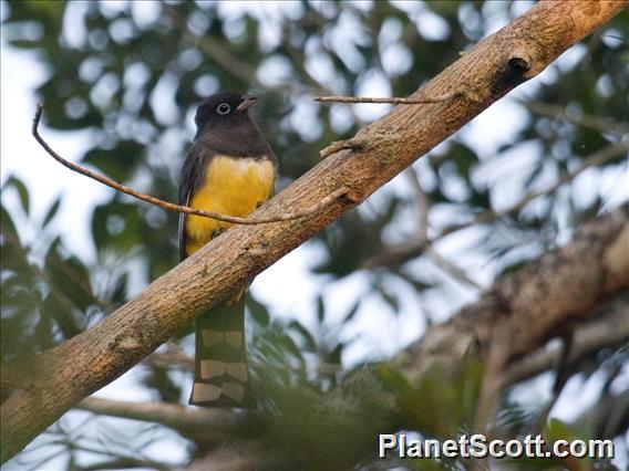 Black-headed Trogon (Trogon melanocephalus)