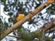 Black-headed Trogon (Trogon melanocephalus) Male