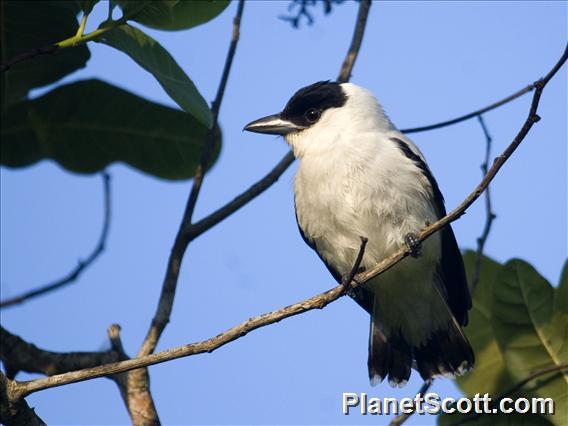 Black-crowned Tityra (Tityra inquisitor)