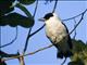 Black-crowned Tityra (Tityra inquisitor) - Male