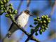 Black-crowned Tityra (Tityra inquisitor) - Female